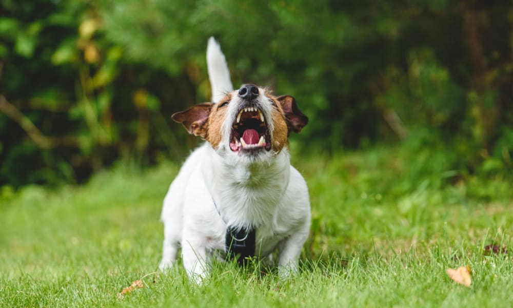 A case for the importance of umbrella insurance. Aggressive dog charging across a lawn